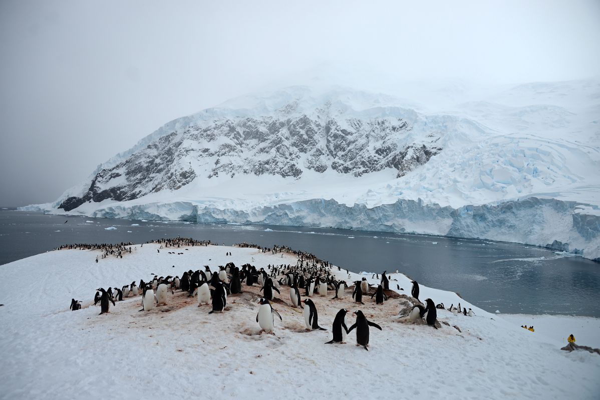 07A A Gentoo Penguin Colony On The Ridge Above Neko Harbour On Quark Expeditions Antarctica Cruise